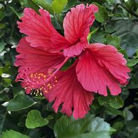 ハイビスカス,ハイビスカス ホワイトバタフライ,ハイビスカス アカバナー,赤い花,鉢植えの画像