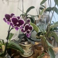 ミニ胡蝶蘭,洋ラン,花のある暮らし,植物のある暮らし,リビング・ダイニングの画像