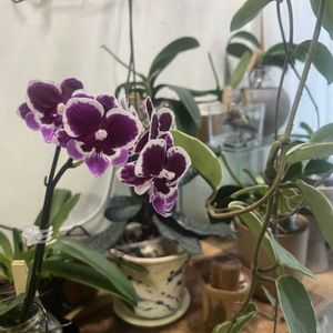 ミニ胡蝶蘭,洋ラン,花のある暮らし,植物のある暮らし,リビング・ダイニングの画像