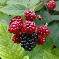 ブラックベリー,鉢植え,ガーデニング,実り,植え込みの画像