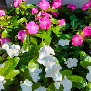 ニチニチソウ,ガーデニング,白い花,ピンクの花,一年草の画像