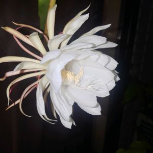 月下美人,月下美人,ベランダの画像