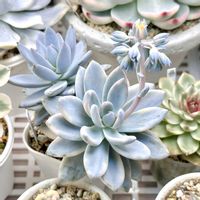 パキベリア 霜の朝錦,成長記録 パウダーパフ 錦,パキベリア パウダーパフ錦,斑入り多肉,LED栽培の画像