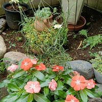 スカビオサ,日々草 夏みかん,寄せ植え,夏の花,小さな庭の画像