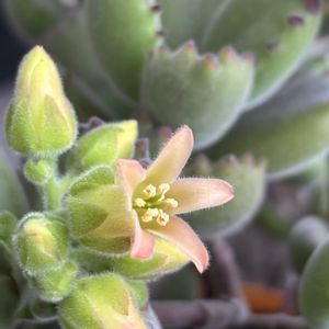 熊童子,多肉植物,可愛い,花のある暮らし,スマホ撮影の画像