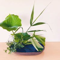 ハス,ノバラ,野薔薇,葦(あし),葦（アシ・ヨシ）の画像