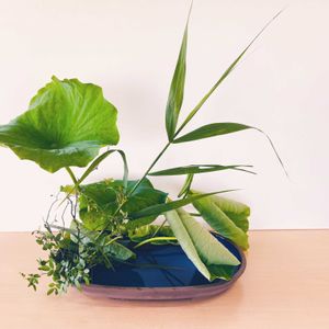 ハス,ノバラ,野薔薇,葦(あし),葦（アシ・ヨシ）の画像