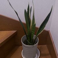 サンスべリア,観葉植物,iPhone撮影,階段/廊下の画像