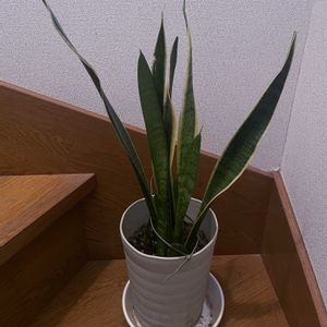 サンスべリア,観葉植物,iPhone撮影,階段/廊下の画像