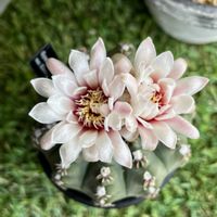 サボテン,ギムノカリキウム瑞昌玉,多肉植物,神奈川タニラー,多肉女子の画像