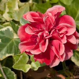 ミニバラ,ルノーディーン,多肉植物,葉挿し,多肉寄せ植えの画像