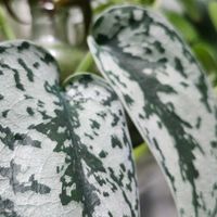 スキンダプサス,観葉植物,SilverLadyの画像
