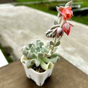 なまえがわかりません,多肉植物初心者,バルコニー/ベランダの画像