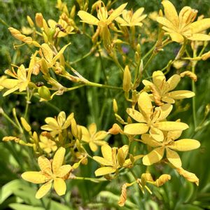 ヒオウギ,花壇,花のある暮らし,神代植物公園,梅雨を楽しむの画像
