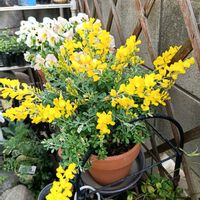 エニシダ,春の花,小さな庭の画像