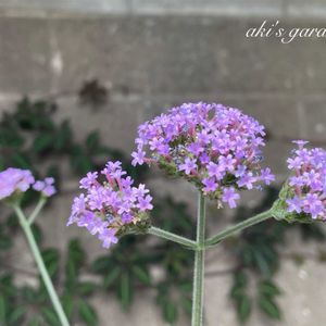 ヘンリーヅタ,三尺 バーベナ,花のある暮らし,植中毒,小さい庭の画像