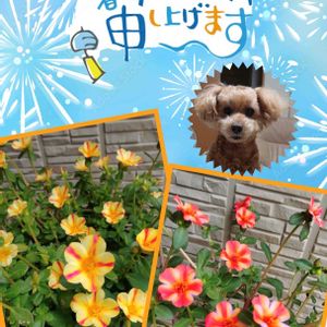 ポーチュラカ,ポーチュラカ,ランチ。,鉢植え,かわいいな♡の画像