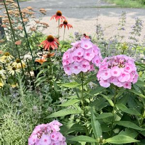 キャットミント,キャットミント,ラベンダー,イングリッシュローズ,ハニーサックルの画像