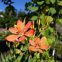 ヒメヒオウギズイセン,ベニバナ,ヒオウギ,ヒオウギ,ヒオウギの画像