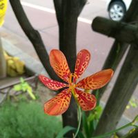 ヒオウギ,ヒオウギ,ヒオウギ﹙桧扇﹚,花言葉,今日のお花の画像