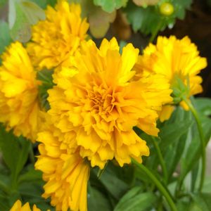 コレオプシス ソランナ,キク科,花のある暮らし,植物のある暮らし,植中毒の画像