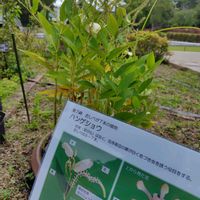 ハンゲショウ,東山植物園の画像