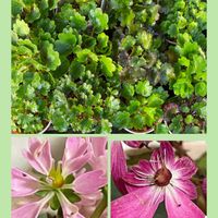 大文字草,トウガラシ,山野草,花のある暮らし,お花大好き♡の画像