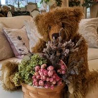 モンステラ,ビオラ,グリーンアイス,ベビーマスケラード,観葉植物の画像