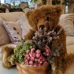モンステラ,ビオラ,グリーンアイス,ベビーマスケラード,観葉植物の画像