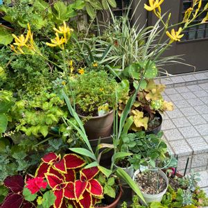 ヒオウギ,ヒオウギ,玄関の画像