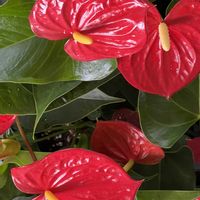 アンスリウム,赤い花,今日も元気で,今日も笑顔で♡,花を通じて愛と平和をの画像