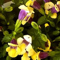 トレニア,ハイビスカス,ハイビスカス,バジルの花,バジルの花の画像