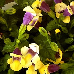 トレニア,ハイビスカス,ハイビスカス,バジルの花,バジルの花の画像