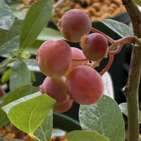 小さな庭,家庭菜園の画像