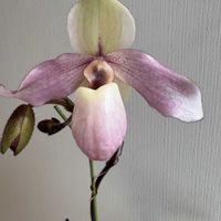 ヒメヒオウギ,ヒメヒオウギ,ヒオウギ,チャイニーズハット,チャイニーズハットの画像