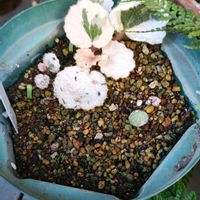 ユキノシタ,ガーデニング,ボタニカルライフ,山野草,お庭の植物の画像