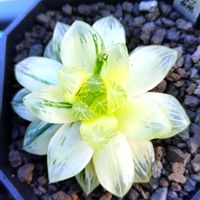 ハオルチア,ハオルチア オブツーサ,多肉植物,ハオルチア属,多肉大好きの画像