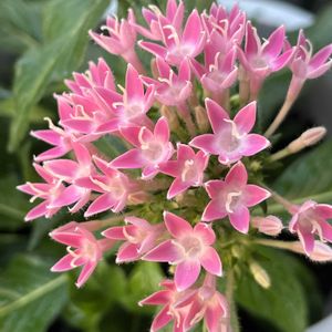 ペンタス,ピンクの花,平和を願う☆,いつまでも友達でいよう♡,玄関アプローチの画像