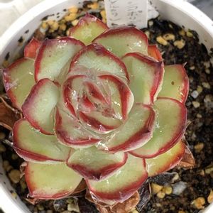 メキシコポルデンシス,エストレラ,プリドニス×ザラゴーサ,多肉植物,多肉植物とサボテンの画像