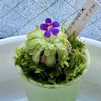 ムシトリスミレ,食虫植物,庭の画像