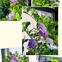鉢植え,花のある暮らし,私の癒やし,植物のあるくらし,部屋の前の画像