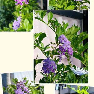鉢植え,花のある暮らし,私の癒やし,植物のあるくらし,部屋の前の画像