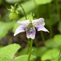 スミレ,高山植物,ミヤマツボスミレ,山野草,スミレの迷いみちの画像