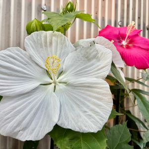タイタンビカス,おうち園芸,みてみて!,小さな庭,玄関アプローチの画像