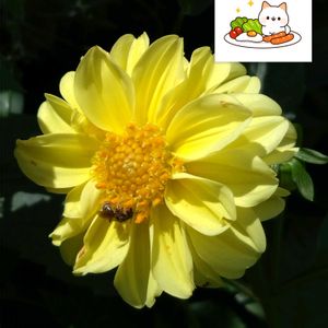 ダリア,黄色い花,プランター栽培,ダリアの栽培,月曜日はビタミンカラーの画像