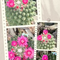 多肉植物,鉢植えの画像