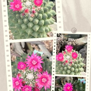多肉植物,鉢植えの画像