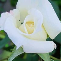 鉢植え,花のある暮らし,私の癒やし,部屋の前の画像