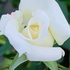 鉢植え,花のある暮らし,私の癒やし,部屋の前の画像