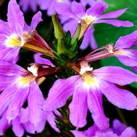 観葉植物,はなはな,花のある暮らし,花の写真,花のある生活の画像